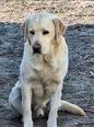 Labrador retriever - 3 éves kan