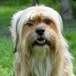 Lhasa apso - 4 éves kan