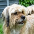 Lhasa apso - 4 éves kan