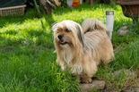 Lhasa apso - 4 éves kan