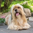 Lhasa apso - 4 éves kan