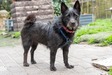 Skót terrier keverék - fiatal szuka