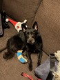 Skót terrier keverék - fiatal szuka