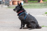 Skót terrier keverék - fiatal szuka
