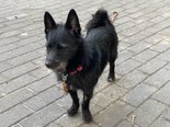 Skót terrier keverék - fiatal szuka