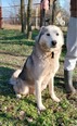 Husky keverék - 10 éves kan