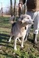 Husky keverék - 10 éves kan