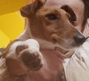 Foxterrier - felnőtt szuka