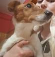 Foxterrier - felnőtt szuka
