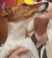 Foxterrier - felnőtt szuka