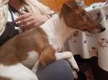 Foxterrier - felnőtt szuka