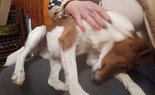 Foxterrier - felnőtt szuka