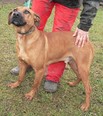 Keverék - 9 éves kan