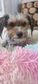 Yorki-bichon - 3 éves kan