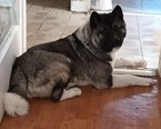 Keverék (akita jellegű) - 15 hónapos szuka
