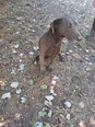 Keverék - 9 éves szuka