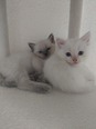 Ragdoll - 2 hónapos nőstény