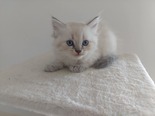 Ragdoll - 2 hónapos nőstény