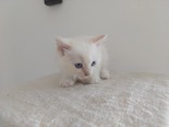 Ragdoll - 2 hónapos nőstény