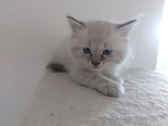 Ragdoll - 2 hónapos nőstény