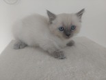 Ragdoll - 2 hónapos nőstény