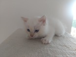 Ragdoll - 2 hónapos nőstény