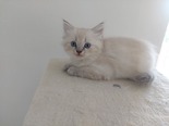 Ragdoll - 2 hónapos nőstény