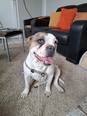 Bulldog mix - 1 éves szuka