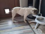 Bulldog mix - 1 éves szuka