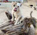 Bulldog mix - 1 éves szuka
