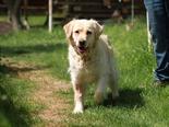 Golden retriever - 6 éves szuka
