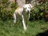 Labrador retriever - 14 éves szuka