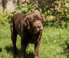 Labrador retriever - 13 éves kan