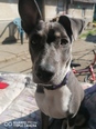  Amerikai staffordshire terrier és husky keverék - 5 éves szuka