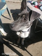  Amerikai staffordshire terrier és husky keverék - 5 éves szuka