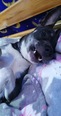  Amerikai staffordshire terrier és husky keverék - 5 éves szuka