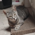 HÁZI - 1 éves nőstény HÁZI - 1 éves nőstény