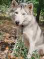 Husky keverék - 11 éves kan