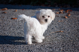 Bichon Havanese - 2 hónapos kan