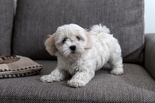 Bichon Havanese - 2 hónapos kan
