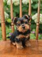 Yorkie - 2 hónapos kan