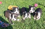 Boston terrier - 2 hónapos kan