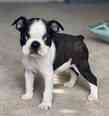 Boston terrier - 2 hónapos kan