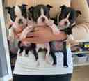 Boston terrier - 2 hónapos kan