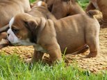 Angol bulldog - 2 hónapos kan