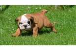 Angol bulldog - 2 hónapos kan