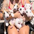 Miniatűr bullterrier - 2 hónapos kan