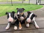 Miniatűr bullterrier - 2 hónapos kan