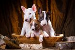 Miniatűr bullterrier - 2 hónapos kan