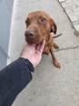 Nagyítás! Magyar vizsla  - 4 éves kan